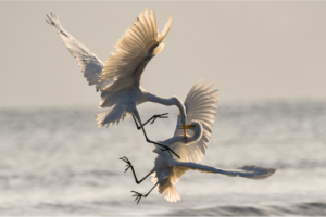 Conflit et émotions